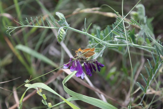 Orange butterfly on violet plower