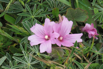 Coastal flowers of the Pacific Coast