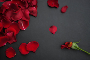 Single dried rose, Dead rose and petals