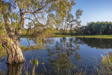 Peaceful landscape at sunrise in White water Billabong, Kakadu National Park, Northern Territory, Australia