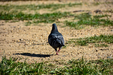 Pigeon walking away