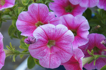 Petunia calibrachoa pink flowers