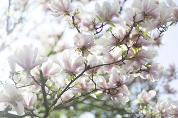 Obraz premium Magnolia