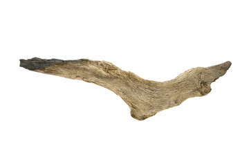 snag driftwood isolated on white background.Old  tree