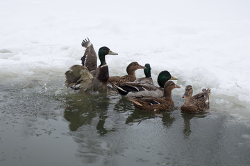 Ducks swim in the winter hole in the city Park