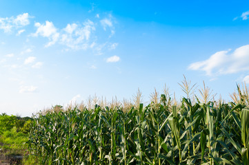 Corn field in clear day, Corn tree at farm land with blue cloudy Sky