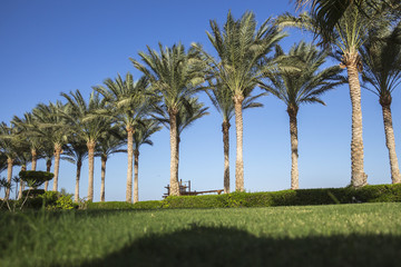 Fototapeta premium A row of tall palm trees near the short-cropped lawn grass and bushes against the blue tropical sky off the sea coast