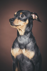 Studio portrait of an expressive pinscher dog against brown background