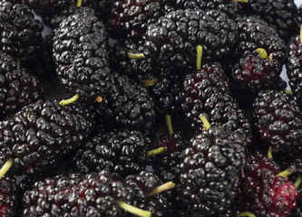 Fresh mulberries background. Texture mulberries close up.
