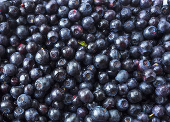 Fresh bilberry background. Texture blueberries close up.