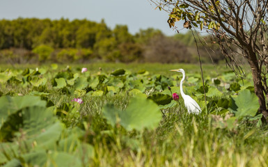 Landscape and wildlife in the Adelaide River Billabong wetland, northern Territory, Australia