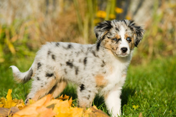 Welpe im Herbst