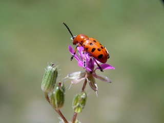 red beetle on a pink flower

