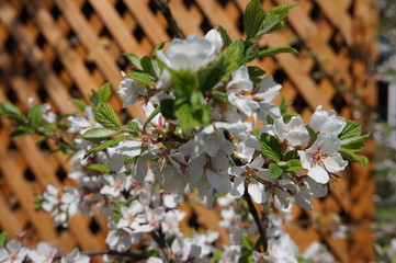 spring