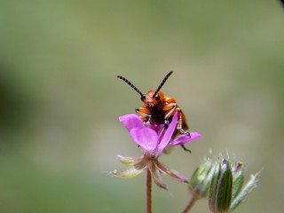 red beetle on a pink flower
