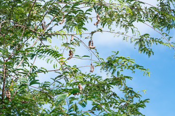 Tamarind tree Tamarind pod on blue sky background