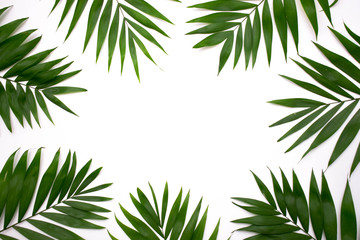 Fototapeta na wymiar Green palm leafs isolated on white background