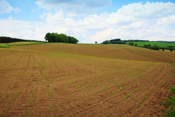 Fototapeta na wymiar Brown farmer field under blue sky.