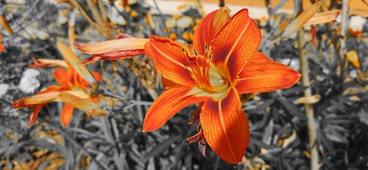 Exotische Sommerblumen © Schönbacher Gerhard