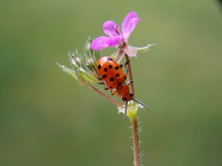 red beetle on a pink flower
