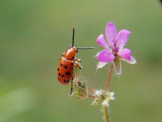 red beetle on a pink flower
