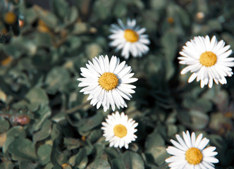 Bunch of daisies in desaturated colors
