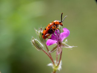 Fototapeta premium red beetle on a pink flower 
