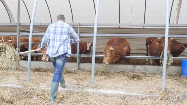 portrait of handsome farmer in livestock small breeding husbandry farming production taking care of charolais cow and cattle