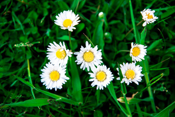 Bellis perennis flowers © RowanArtCreation