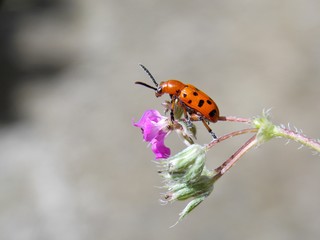 red beetle on a pink flower
