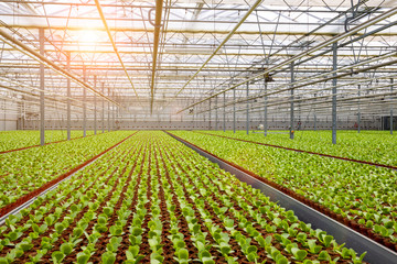 Industrial greenhouse cultivation.