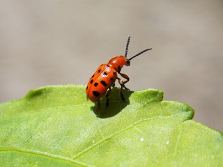 red beetle on green list
