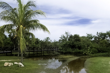 Fototapeta na wymiar Cuban swamp - Peninsula de Zapata National Park / Zapata Swamp, Cuba