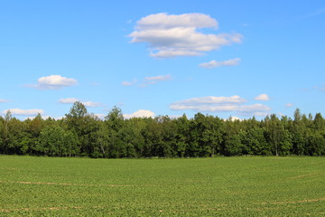 Obraz premium Rural landscape - green ripening field in the summer against the forest on the horizon and the blue sky with clouds on a sunny day