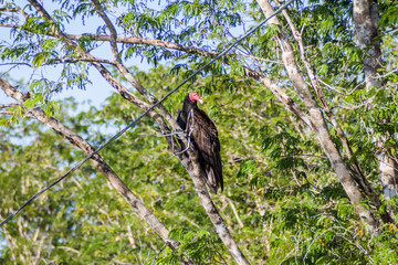 Turkey vulture (Cathartes aura) near Playa Giron village, Cuba