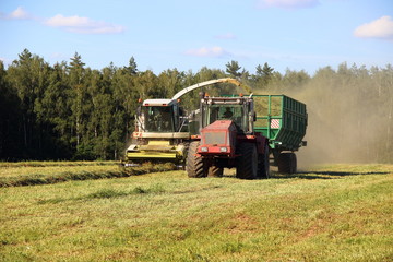 Agriculture - white combine harvester harvests silage in red tractor with green trailer on green field in summer afternoon on forest background