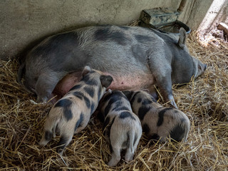 piglets