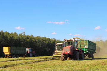 Obraz premium Agriculture - white harvester close-up of harvesting silage in red tractor with green trailer on green field in summer afternoon on forest background and second tractor with trailer in the background