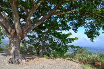 Big beautiful tree on left side, on view point, south africa, photo with tree for collage