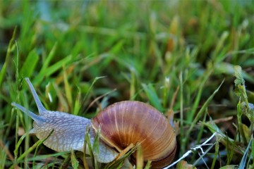 улитка в траве