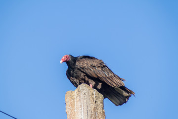 Turkey vulture (Cathartes aura) on a pole in Playa Giron village, Cuba
