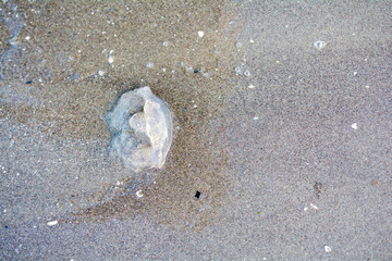 Qualle am Strand -Adria, Meer, gefährlich / ungefährlich