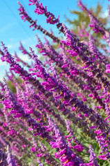 Flowering lavender in the garden