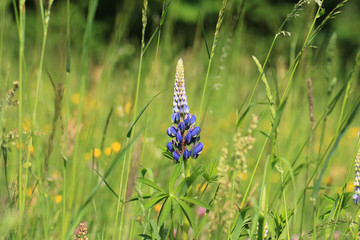 Lupinen in freier Natur