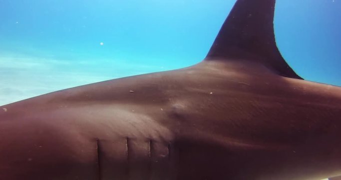 Underwater shooting of sharks swimming in a herd.