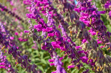 Flowering lavender in the garden