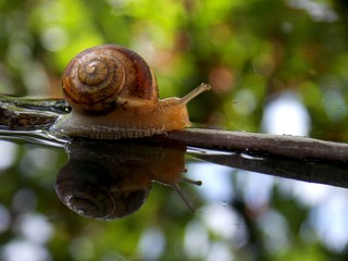Snail on the branch in the water
