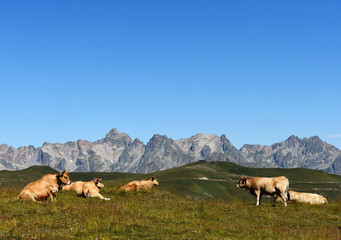 Fototapeta premium paysage de montagne avec animaux