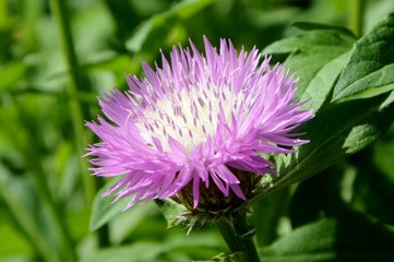 Bright charming stokesia flower will decorate any corner of the garden.