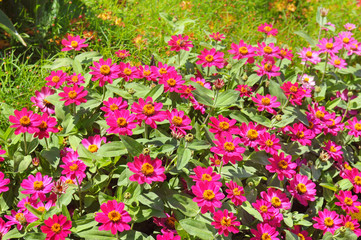 Background of beautiful flowers zinnias.